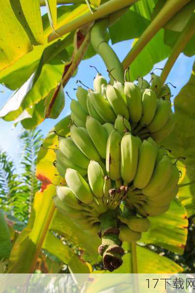 1. 香蕉其实是一种草