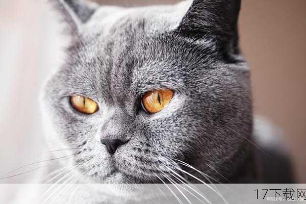 猫咪的视力非常敏锐,尤其是在黑暗中,它们的眼睛后面有一层反光膜,可以反射进入眼睛的光线,使它们在完全黑暗的环境中也能看到东西,这就是为什么猫咪在夜晚也能捕捉到老鼠等小动物的原因了,不过需要注意的是,虽然猫咪在黑暗中视力很好,但它们的视力范围还是有限的哦!